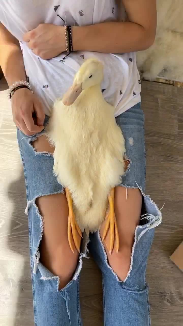 Meet Gary The Internet’s Most Chill Van Life Duck
