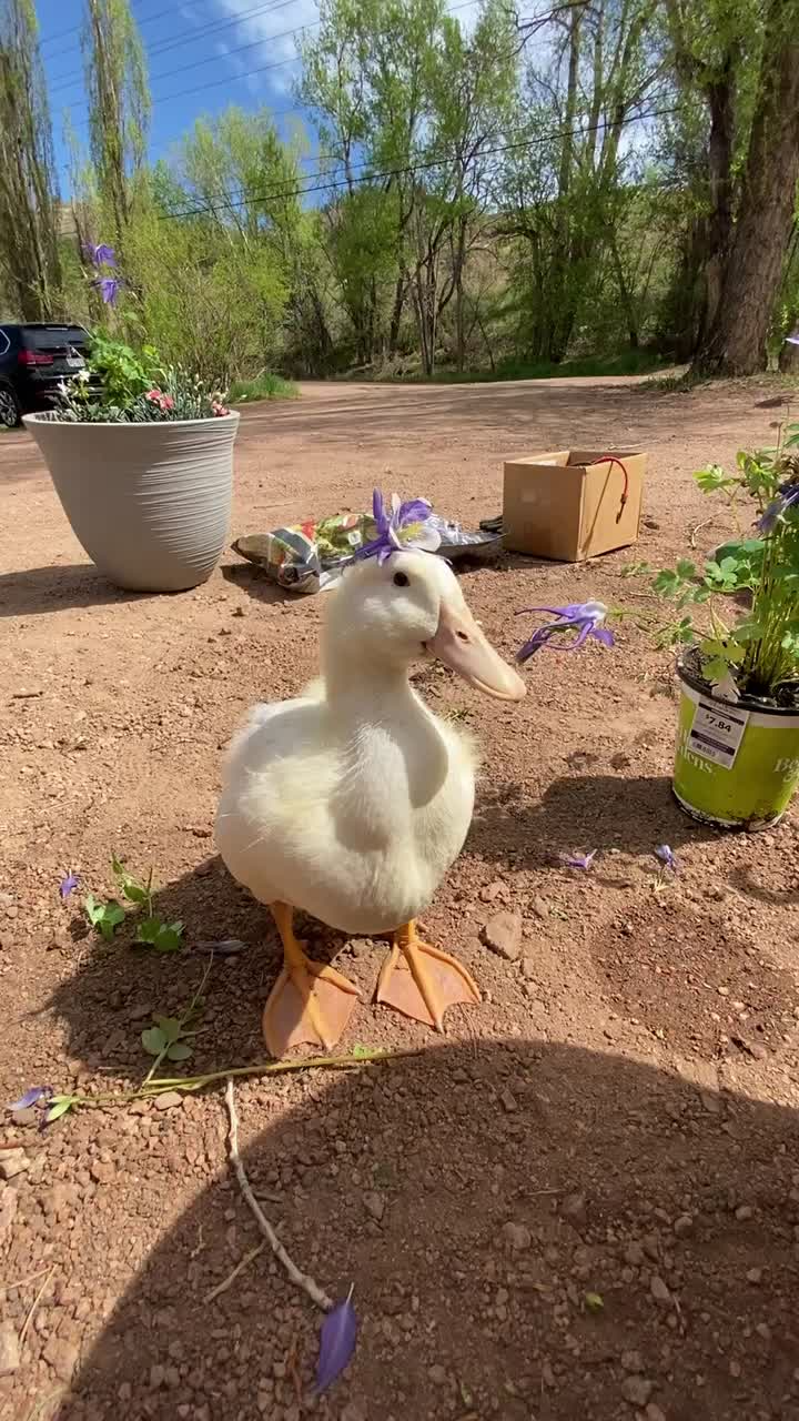 The Secret Behind the Most Unlikely Gardening Assistant You’ll See Today
